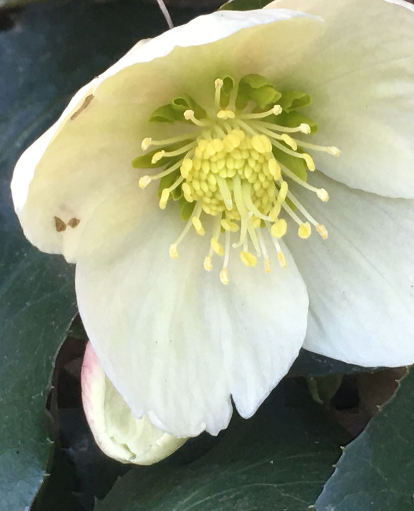 Michelle Dunn, OTR/L, CHT